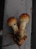 Pholiota lubrica image