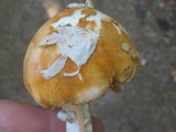 Amanita roseitincta image