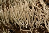 Siphula ceratites image