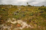 Siphula ceratites image