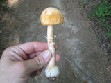 Amanita roseitincta image