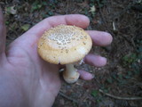 Amanita roseitincta image