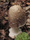 Amanita brunnescens image