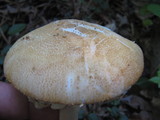 Amanita roseitincta image