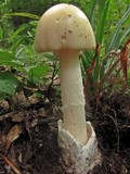 Amanita murrilliana image