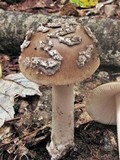 Amanita borealisorora image