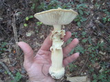 Amanita roseitincta image