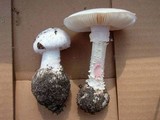 Amanita mutabilis image