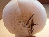 Amanita mutabilis image