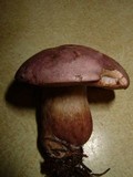 Tylopilus violatinctus image