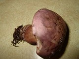 Tylopilus violatinctus image