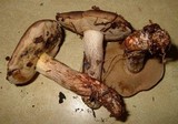 Retiboletus fuscus image