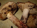 Retiboletus fuscus image
