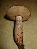 Retiboletus fuscus image
