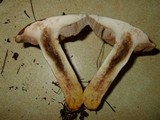 Retiboletus fuscus image