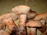 Gyroporus subalbellus image