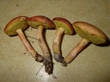 Boletus ferrugineus image