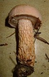 Austroboletus subflavidus image