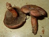 Phylloporopsis boletinoides image