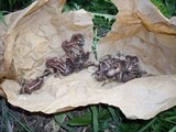 Melanophyllum haematospermum image