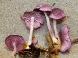 Gymnopus iocephalus image