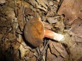 Boletus rubropunctus image