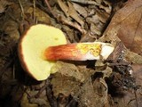 Boletus rubropunctus image