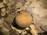 Boletus rubropunctus image