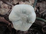 Clitocybe odora image