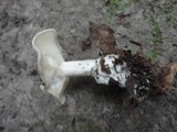 Clitocybe odora image