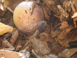 Phallus hadriani image