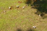 Amanita spreta image