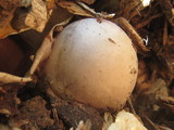 Phallus hadriani image