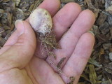 Phallus hadriani image