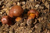 Boletus oliveisporus image
