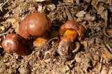 Boletus oliveisporus image