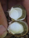 Phallus hadriani image