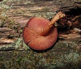 Callistosporium purpureomarginatum image