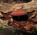 Callistosporium purpureomarginatum image