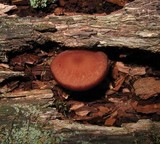 Callistosporium purpureomarginatum image