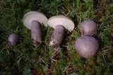 Tylopilus plumbeoviolaceus image