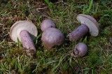 Tylopilus plumbeoviolaceus image