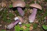 Tylopilus plumbeoviolaceus image