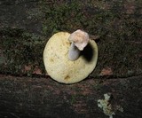 Boletus pallidus image