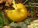 Tricholomopsis decora image