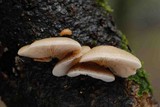 Crepidotus mollis image