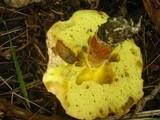 Boletus subglabripes image