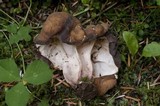 Gyromitra californica image