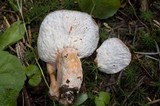 Hypomyces lateritius image