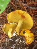 Suillus americanus image